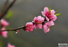 桃花源记-你与春天有个约会